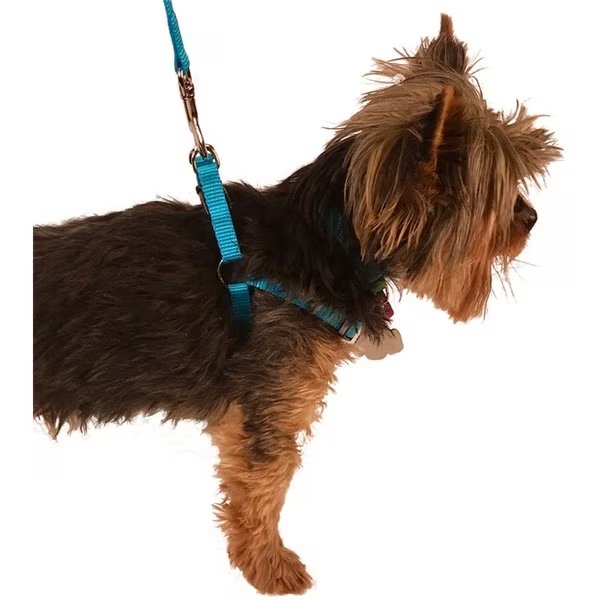 Valhoma Adjustable Harness TURQUOISE XS 11